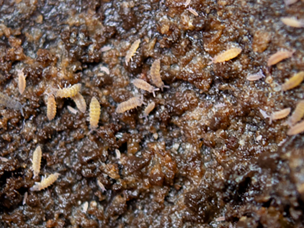 Lilac Springtails (Ceratophysella sp.) - Bred by: Aquatic Arts