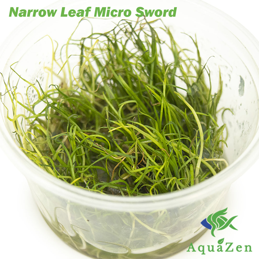 Narrow Leaf Micro Sword (Lilaeopsis mauritiana) Tissue Culture