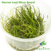 Narrow Leaf Micro Sword (Lilaeopsis mauritiana) Tissue Culture