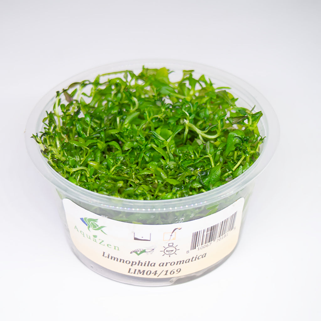 Limnophila Aromatica AKA Rice Paddy Herb (Limnophila aromatica), Tissue Culture