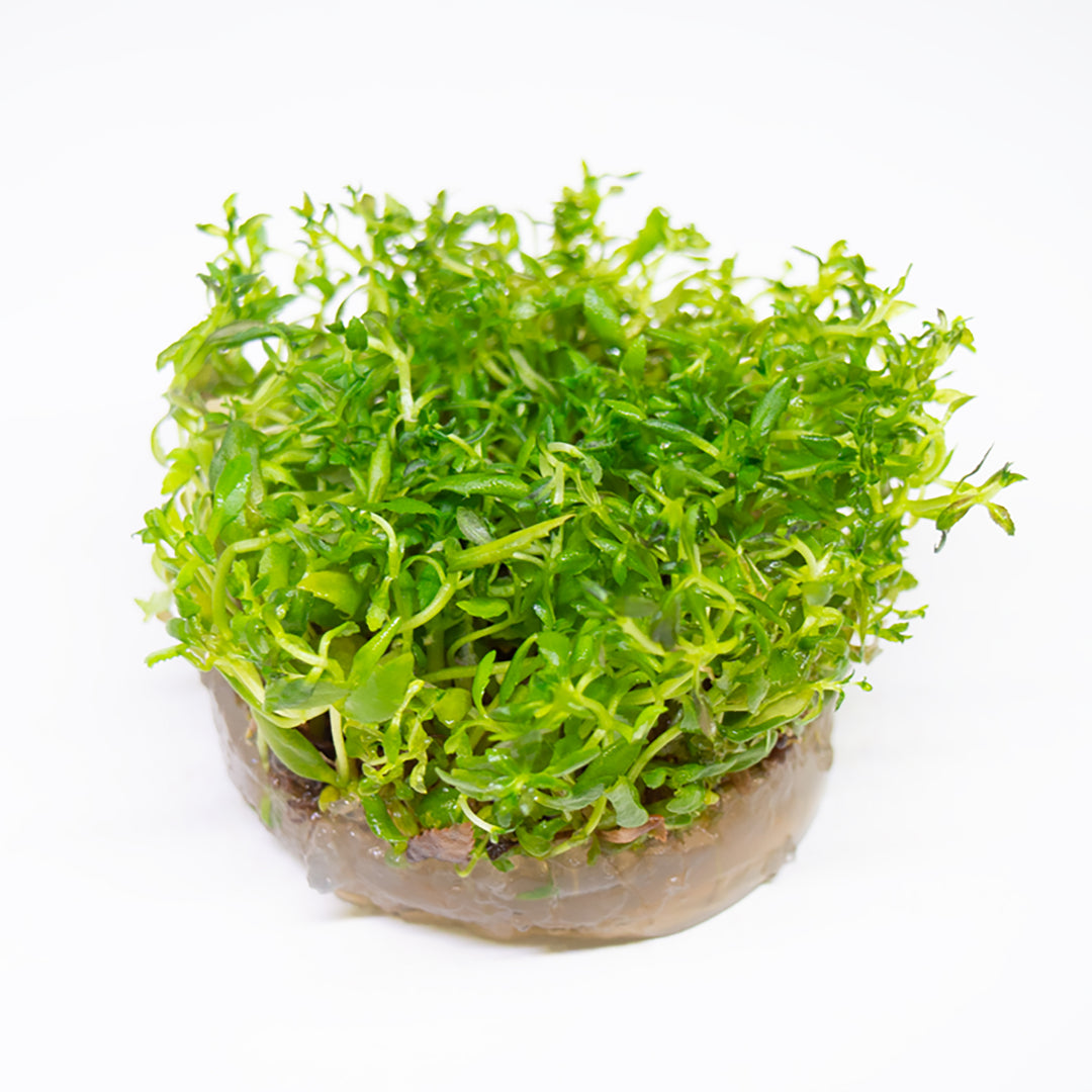 Limnophila Aromatica AKA Rice Paddy Herb (Limnophila aromatica), Tissue Culture