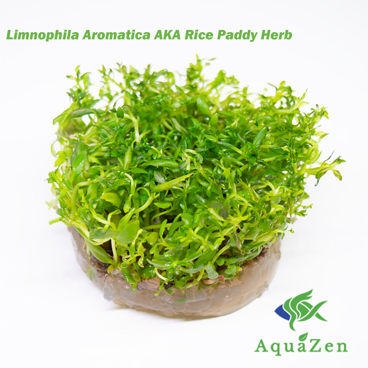 Limnophila aromatica AKA Rice Paddy Herb), Bunch - Aquatic Arts
