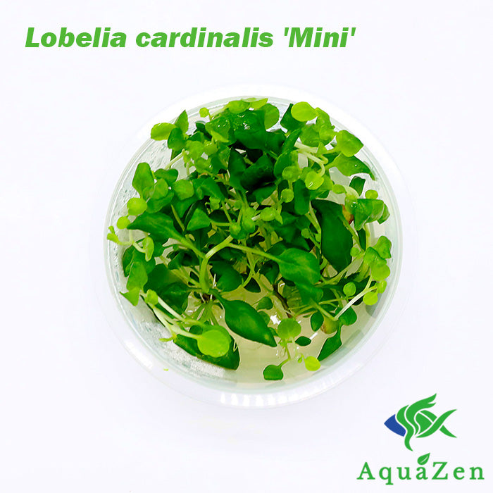 Lobelia cardinalis 'Mini' (Lobelia cardinalis 'Mini') - Tissue Culture