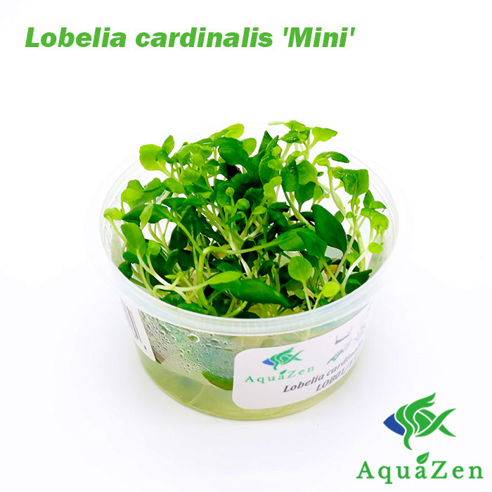 Lobelia cardinalis 'Mini' (Lobelia cardinalis 'Mini') - Tissue Culture