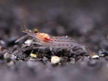 Lollipop Prawn (Macrobrachium gracilirostre)