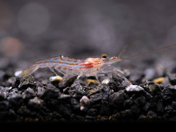Lollipop Prawn (Macrobrachium gracilirostre)