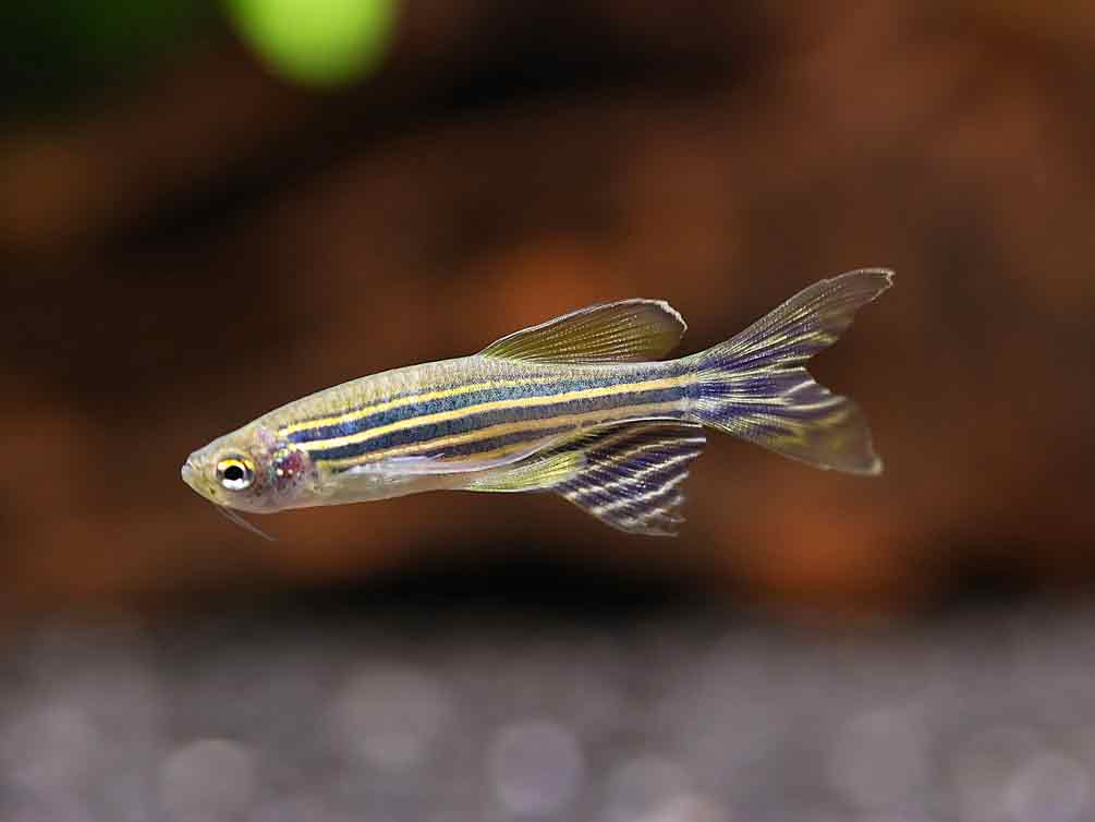 Longfin Zebra Danio (Danio rerio) – Tank-Bred