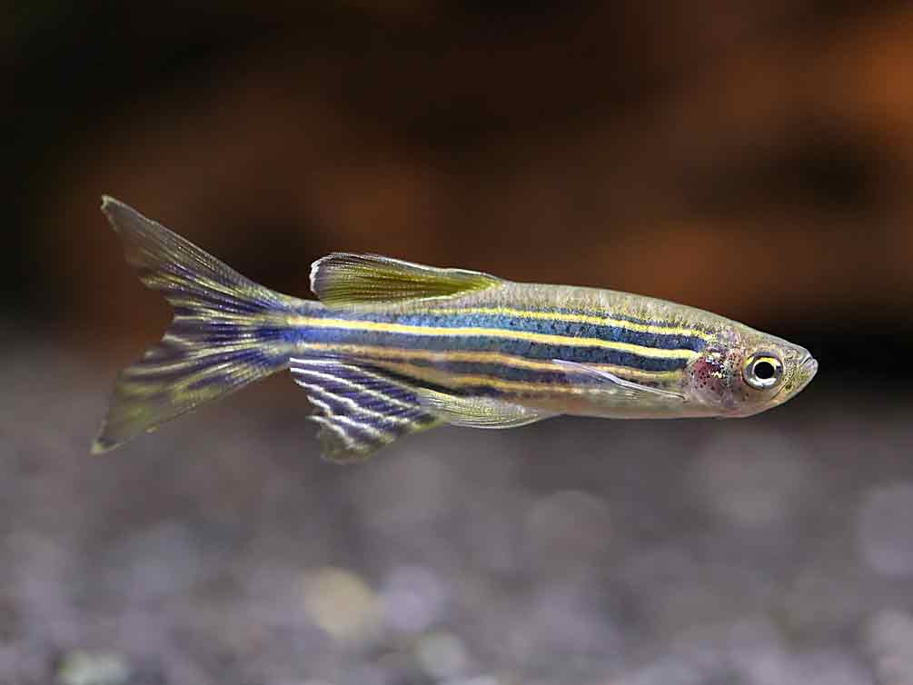 Longfin Zebra Danio (Danio rerio) – Tank-Bred