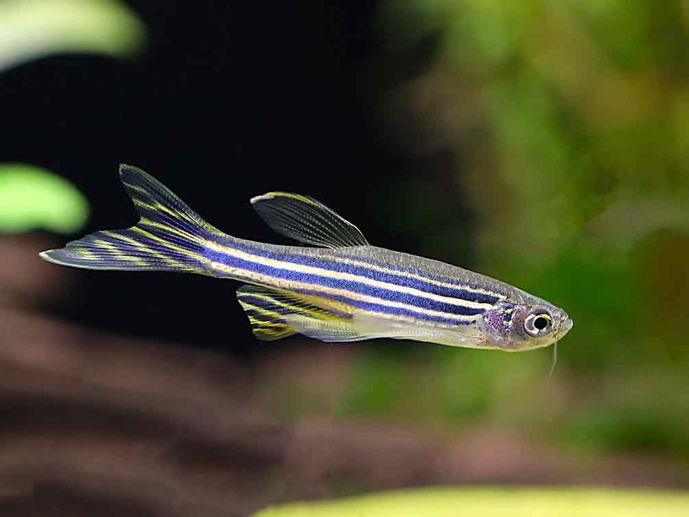 Longfin Zebra Danio (Danio rerio) – Tank-Bred