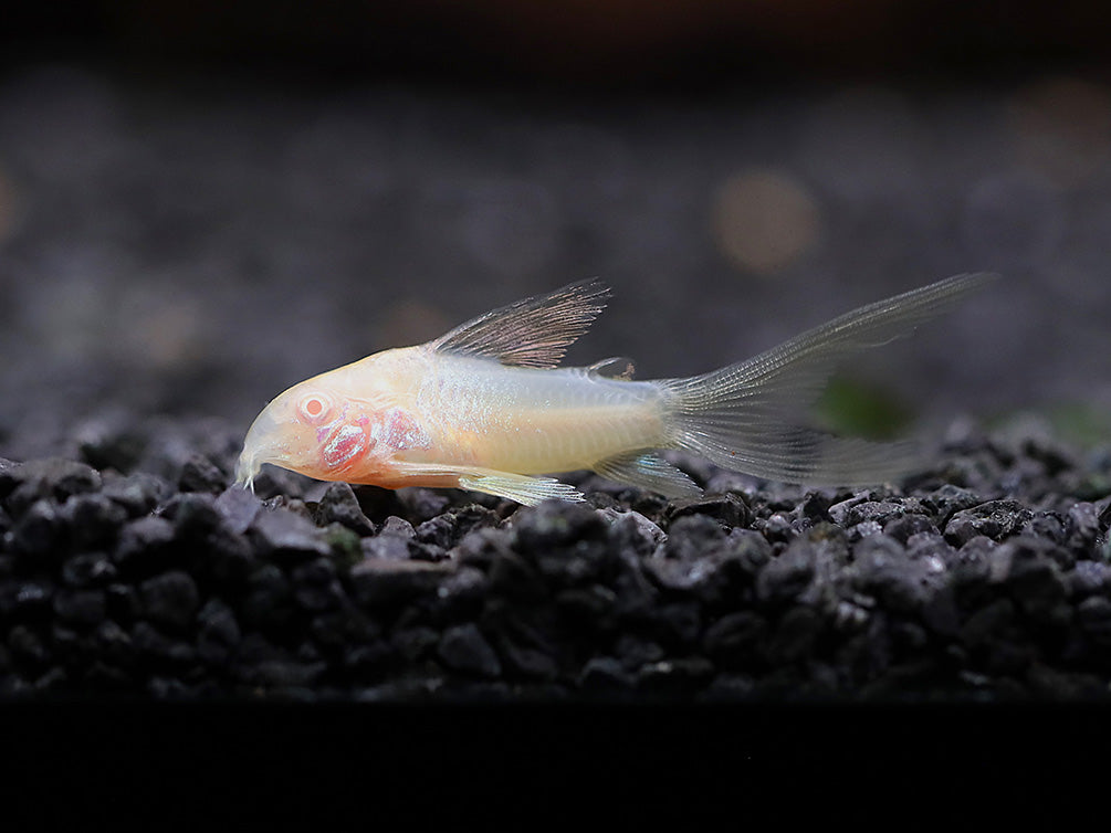 Longfin Albino Cory Catfish (Corydoras aeneus "Longfin Albino") – Tank-Bred