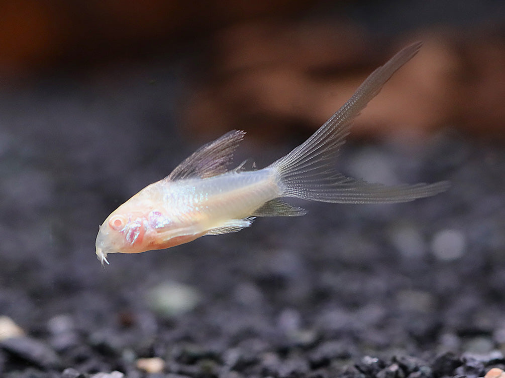 Longfin Albino Cory Catfish (Corydoras aeneus "Longfin Albino") – Tank-Bred