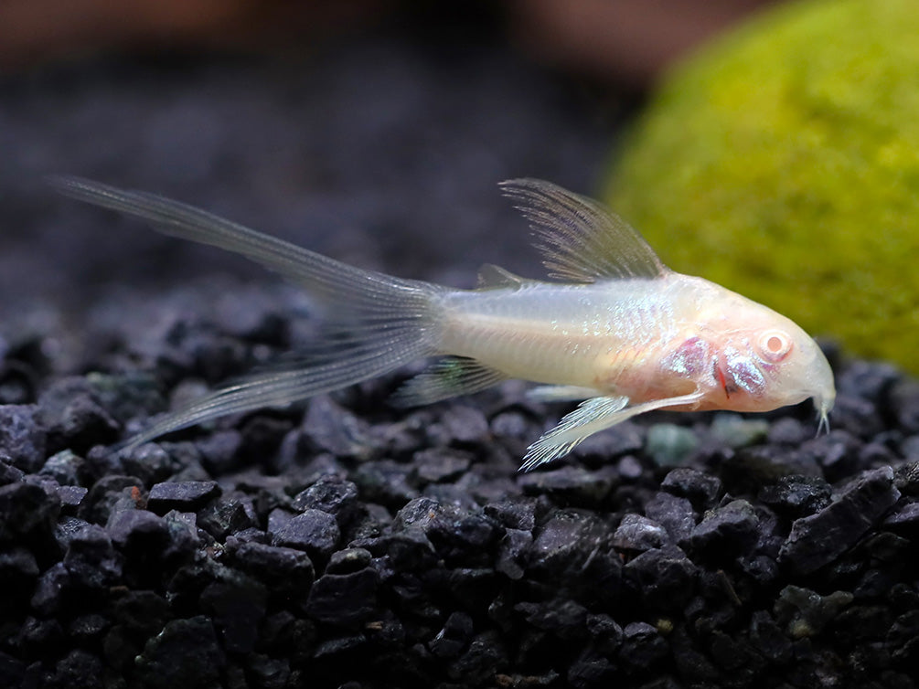 Longfin Albino Cory Catfish (Corydoras aeneus "Longfin Albino") – Tank-Bred