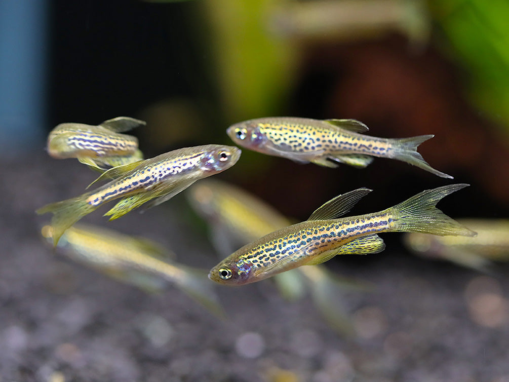 Longfin Leopard Danio (Danio rerio) – Tank Bred