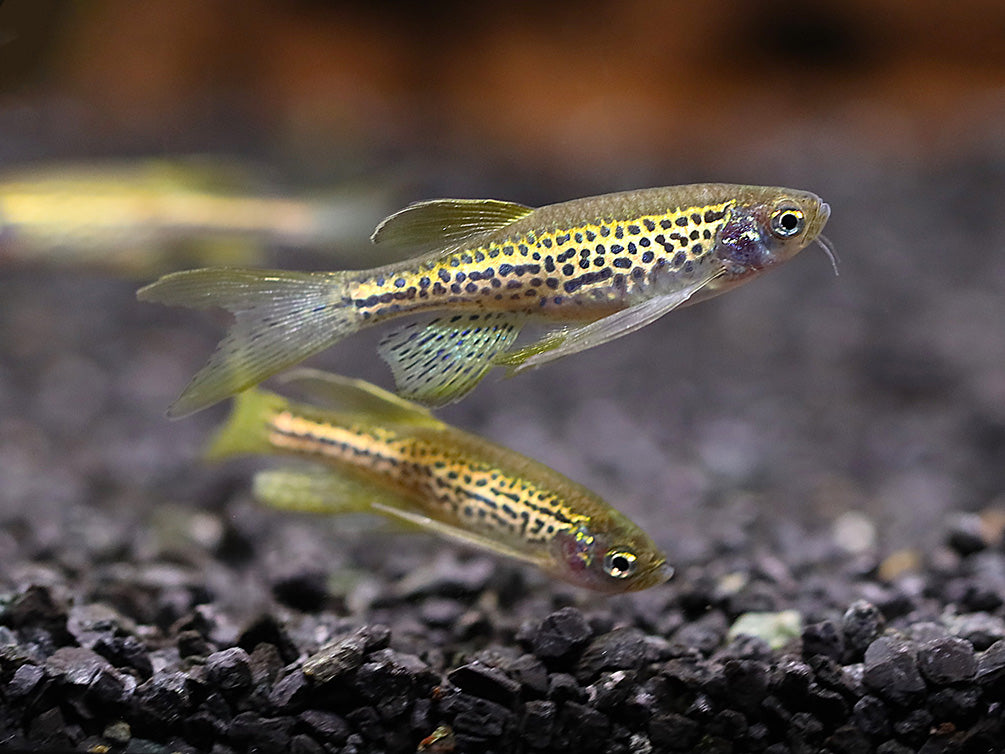 Longfin Leopard Danio (Danio rerio) – Tank Bred