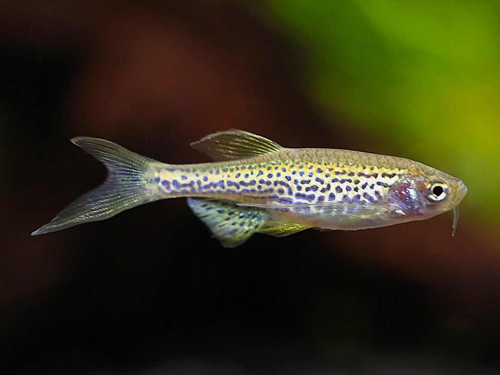 Longfin Leopard Danio (Danio rerio) – Tank Bred - School of 3