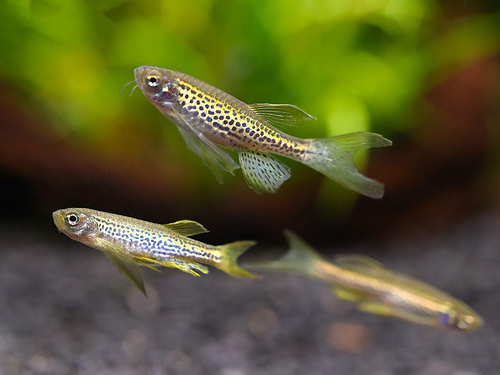 Longfin Leopard Danio (Danio rerio) – Tank Bred