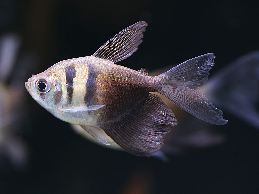 Long Finned Black Skirt AKA Black Widow Tetra (Gymnocorymbus ternetzi), Tank Bred