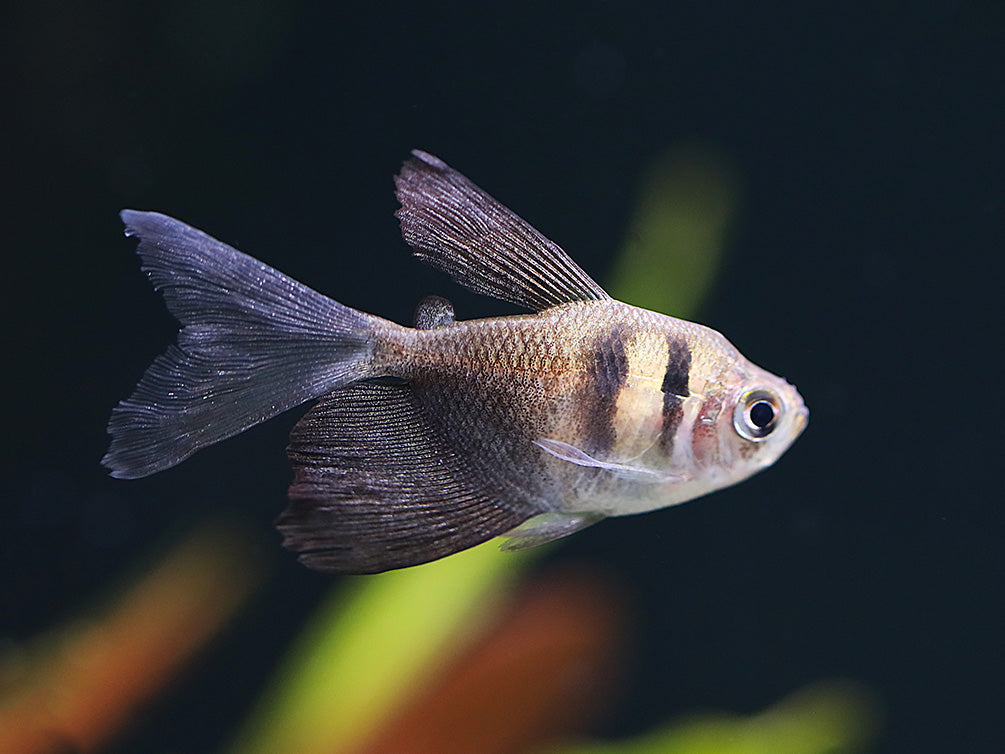 Long Finned Black Skirt AKA Black Widow Tetra (Gymnocorymbus ternetzi), Tank Bred