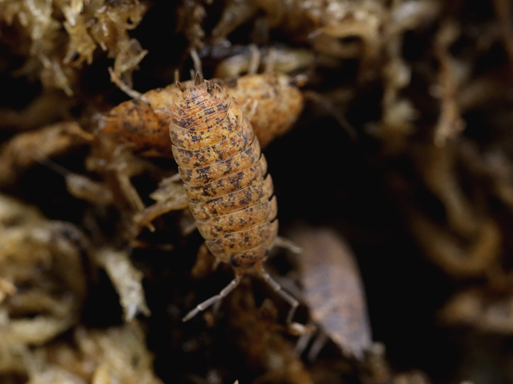 Lotto Mix Isopods (Porcellio laevis 'Lottery Mix')