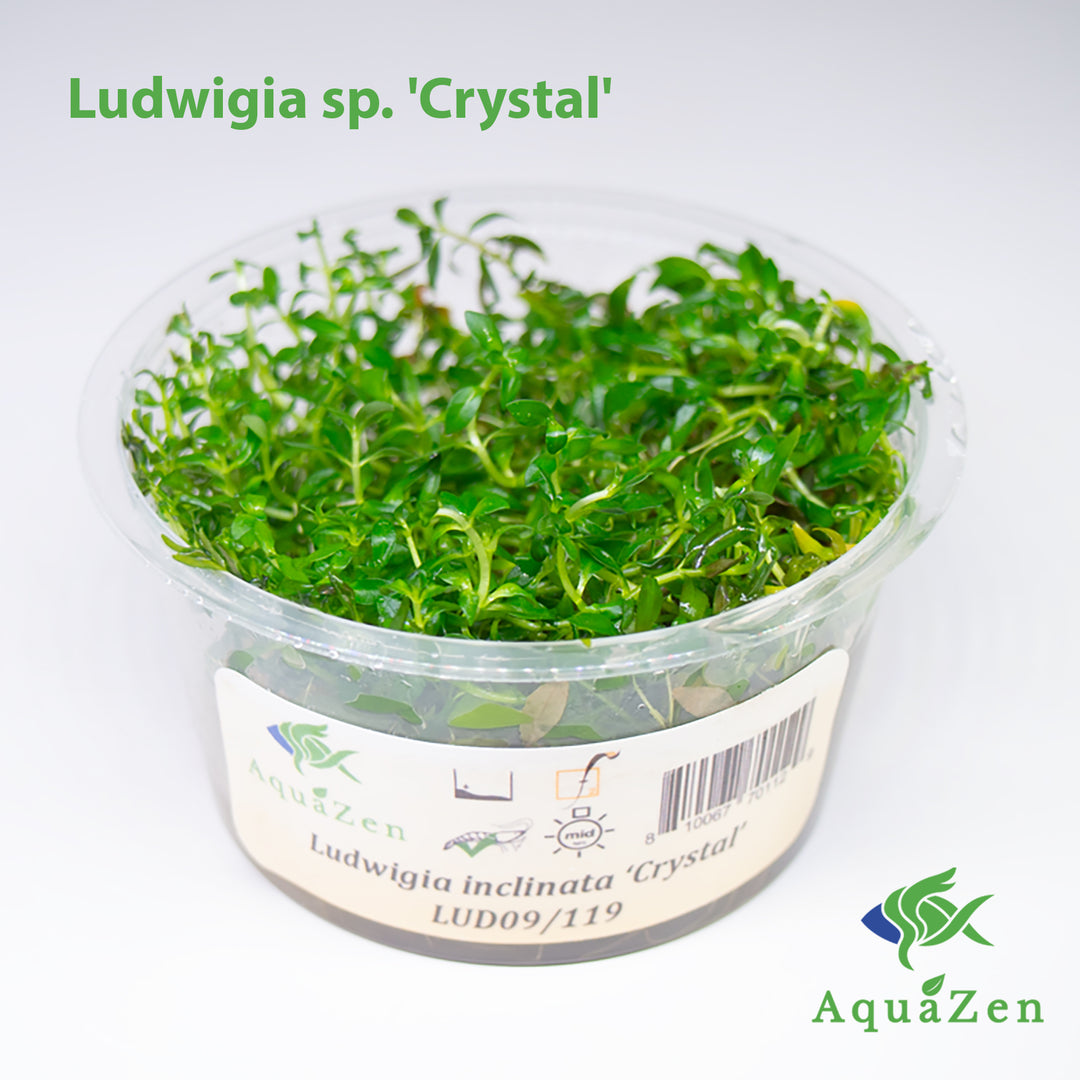 Crystal Ludwigia (Ludwigia sp. 'Crystal' ) Tissue Culture