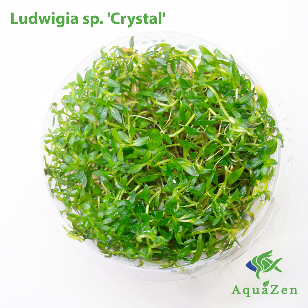 Crystal Ludwigia (Ludwigia sp. 'Crystal' ) Tissue Culture