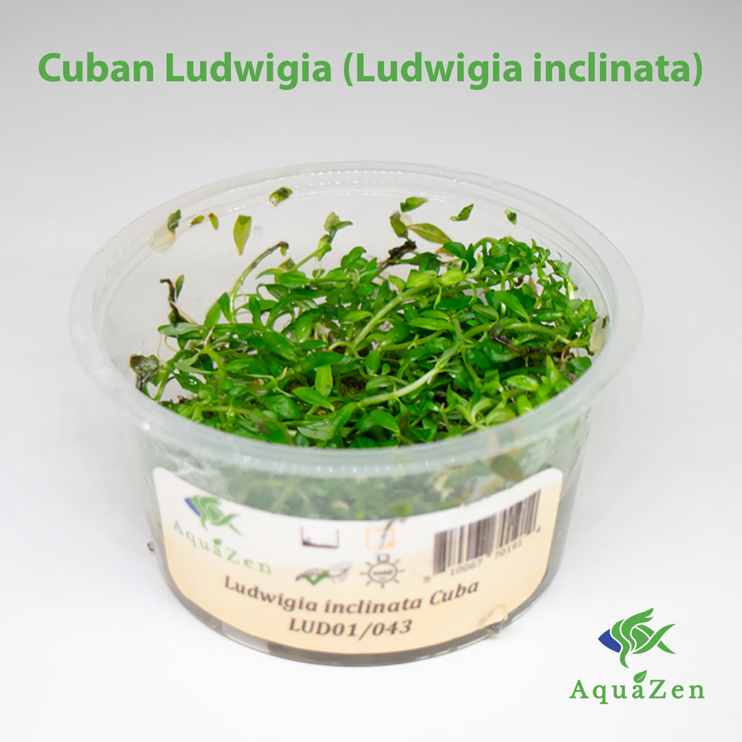 Cuban Ludwigia (Ludwigia inclinata), Tissue Culture