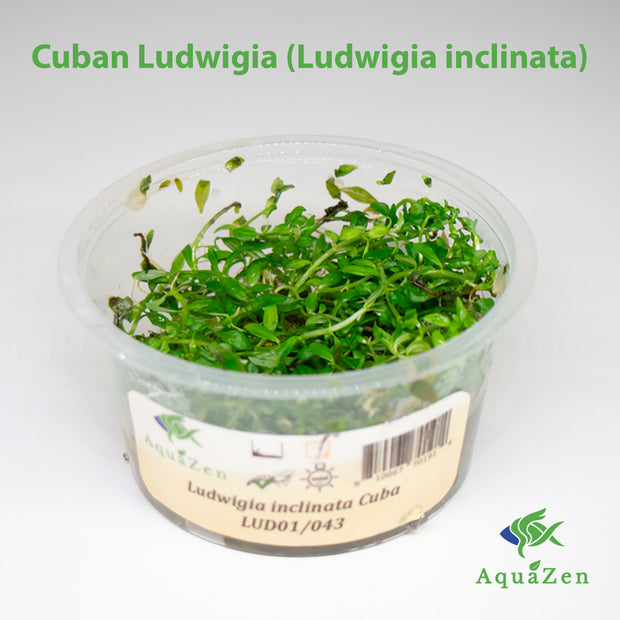 Cuban Ludwigia (Ludwigia inclinata), Tissue Culture