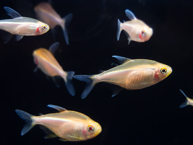 Leucistic Albino Black Neon Tetra (Hyphessobrycon herbertaxelrodi ...