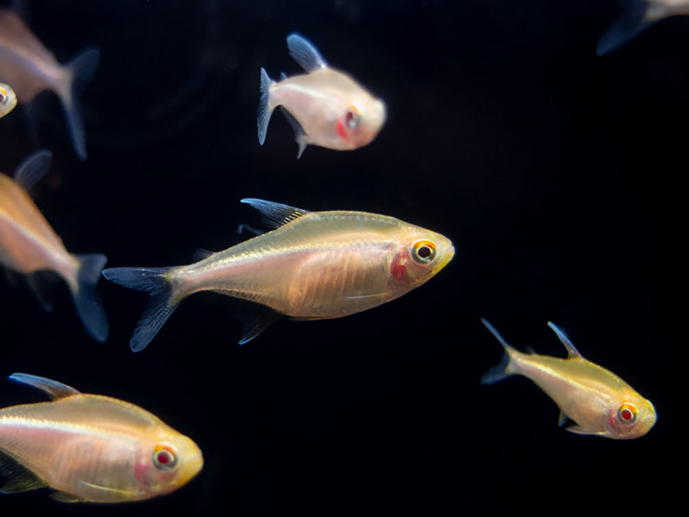 Leucistic Albino Black Neon Tetra (Hyphessobrycon herbertaxelrodi) - Tank-Bred!