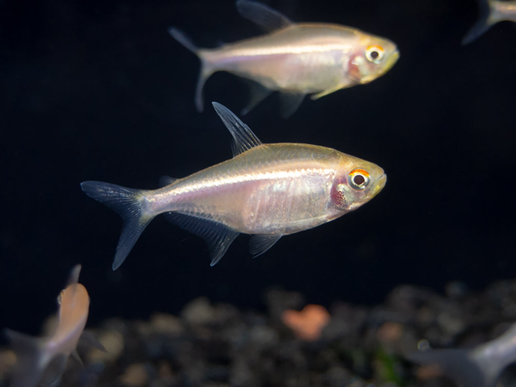 Leucistic Albino Black Neon Tetra (Hyphessobrycon herbertaxelrodi) - Tank-Bred!