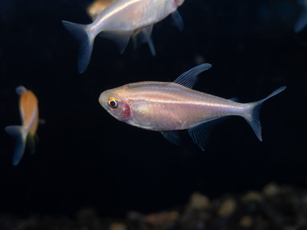 Leucistic Albino Black Neon Tetra (Hyphessobrycon herbertaxelrodi) - Tank-Bred!