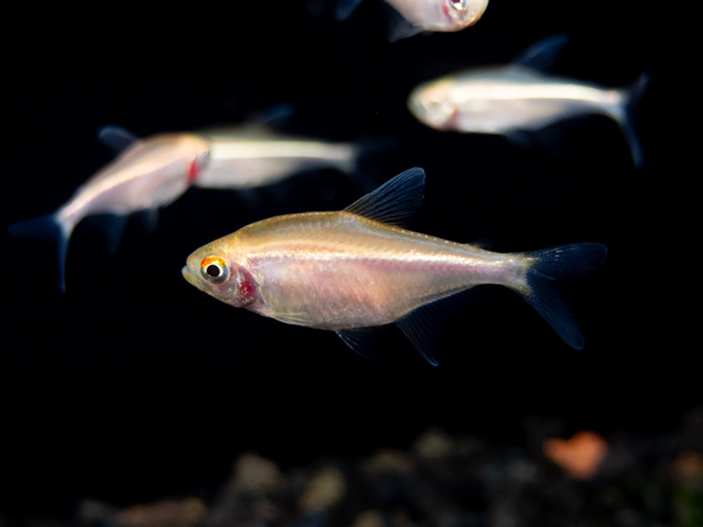 Leucistic Albino Black Neon Tetra (Hyphessobrycon herbertaxelrodi) - Tank-Bred!