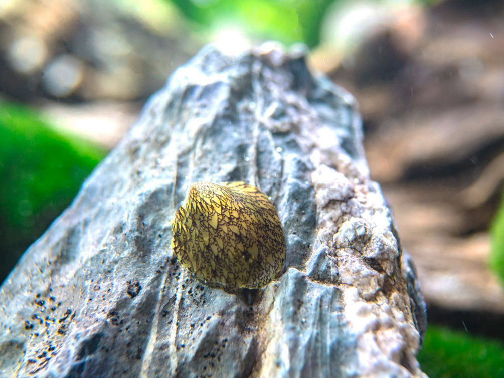 Marbled Limpet (Cellana sp.) - Aquatic Arts