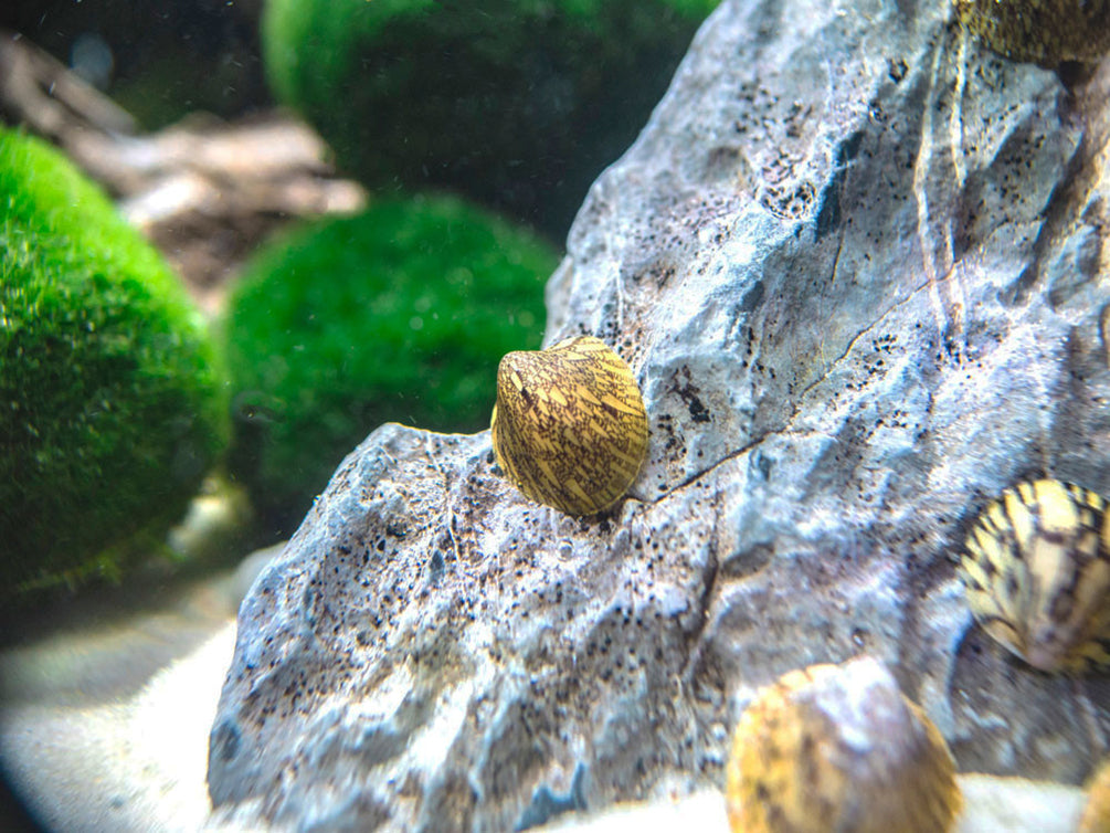 Marbled Limpet AKA Porcelain AKA Turtle Limpet Nerite Snail (Septaria porcellana)