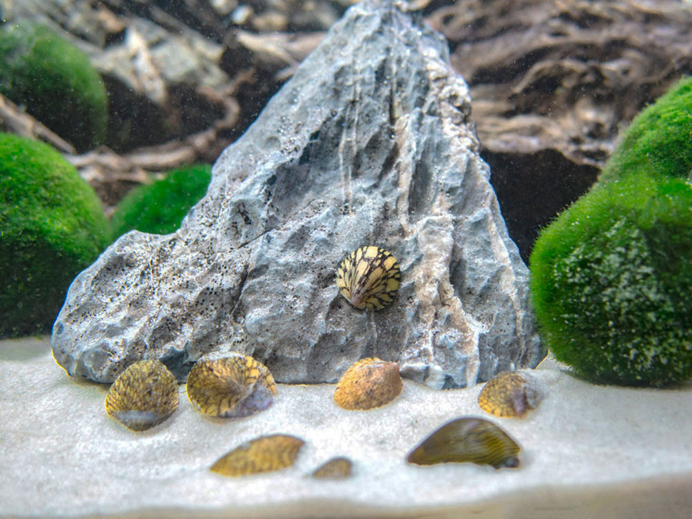 Marbled Limpet AKA Porcelain AKA Turtle Limpet Nerite Snail (Septaria porcellana)