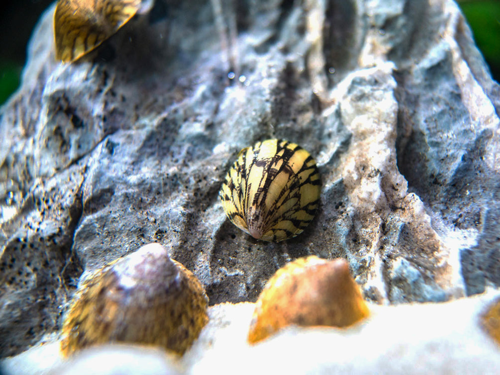 Marbled Limpet AKA Porcelain AKA Turtle Limpet Nerite Snail (Septaria porcellana)