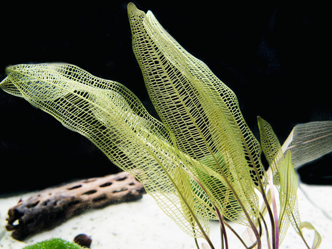 Aquatic Arts Plants BOGO Deals and Value Buys