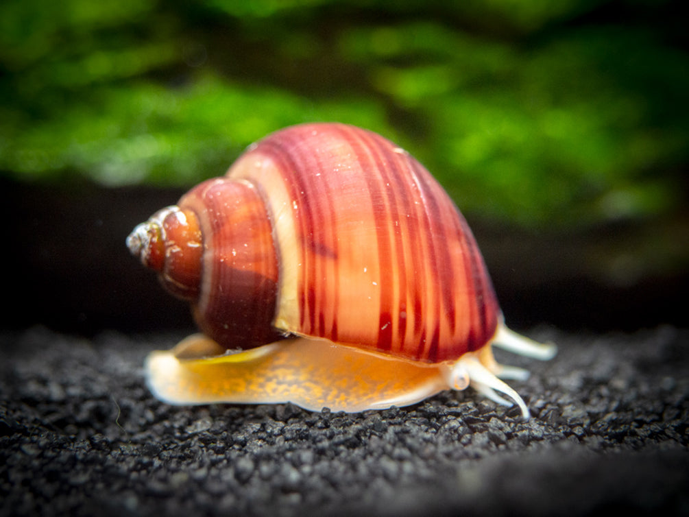 Magenta Mystery Snail (Pomacea bridgesii "Magenta") - Tank-Bred!