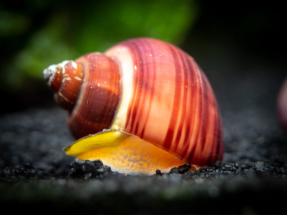 Magenta Mystery Snail (Pomacea bridgesii "Magenta") - Tank-Bred!