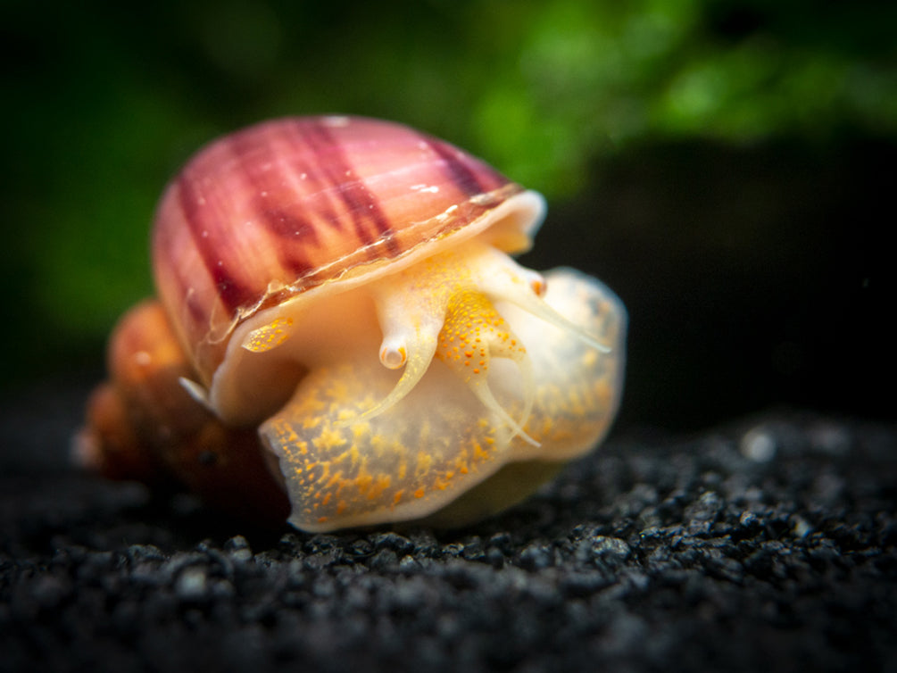 Magenta Mystery Snail (Pomacea bridgesii "Magenta") - Tank-Bred!