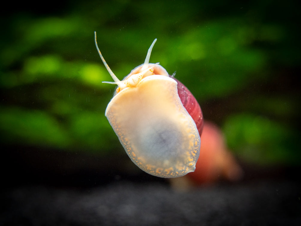 Magenta Mystery Snail (Pomacea bridgesii "Magenta") - Tank-Bred!