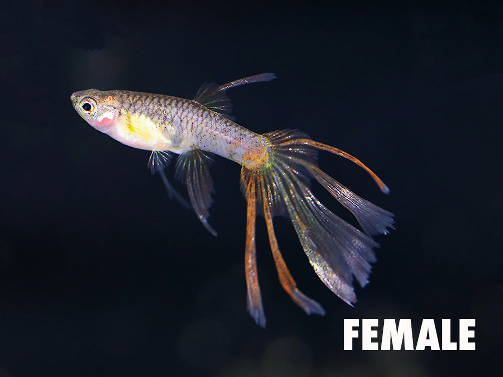 Magenta Guppy (Poecilia reticulata) – Tank Bred (Swallowtail)