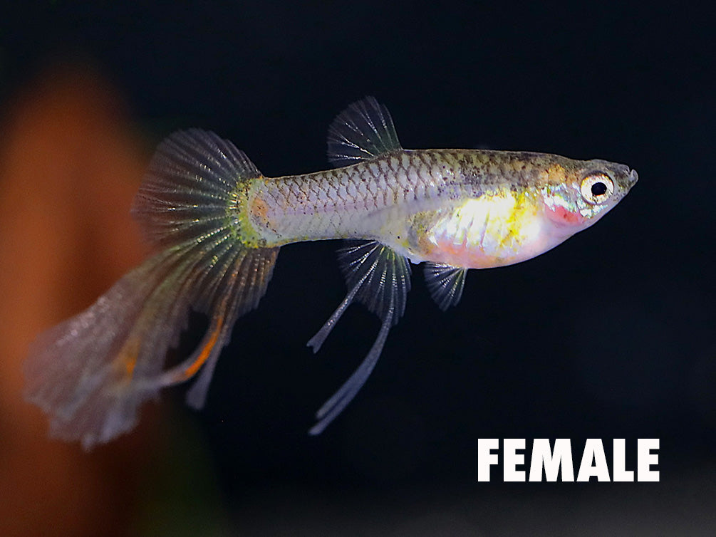 Magenta Guppy (Poecilia reticulata) – Tank Bred