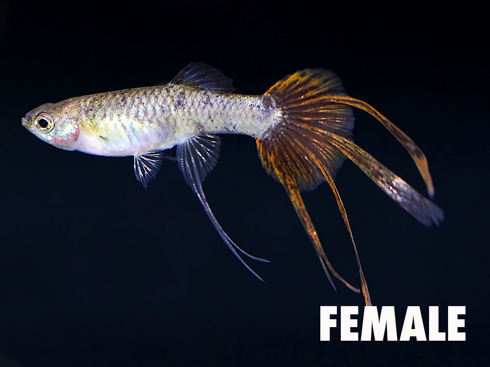 Magenta Guppy (Poecilia reticulata) – Tank Bred