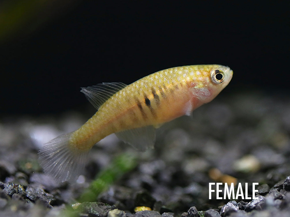 Magnificent Killifish (Simpsonichthys magnificus)