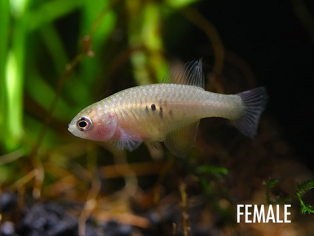 Magnificent Killifish (Simpsonichthys magnificus)