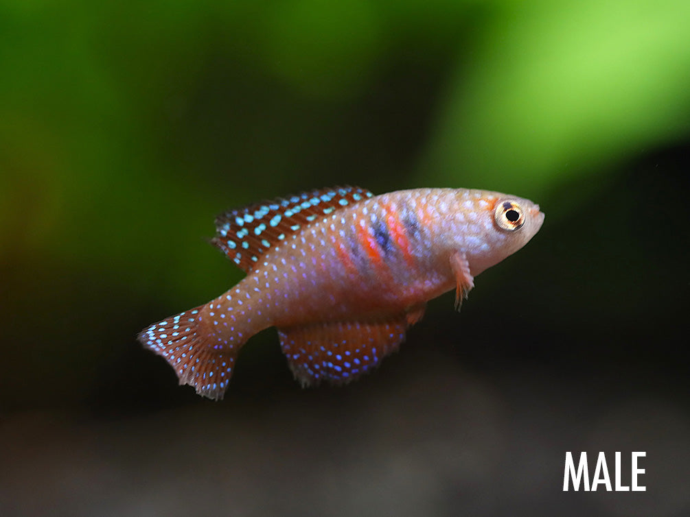 Magnificent Killifish (Simpsonichthys magnificus)