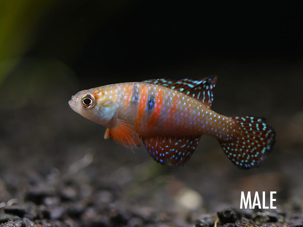 Magnificent Killifish (Simpsonichthys magnificus)
