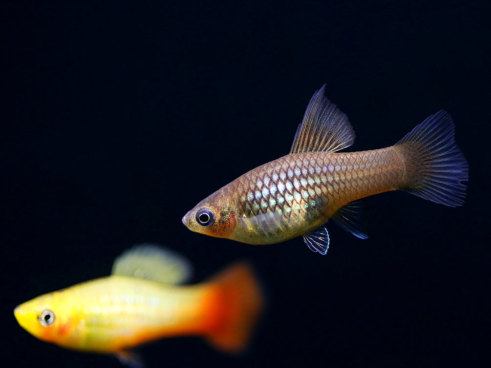 Malibu Hi-Fin Sunset Platy (Xiphophorus maculatus) – Locally Bred