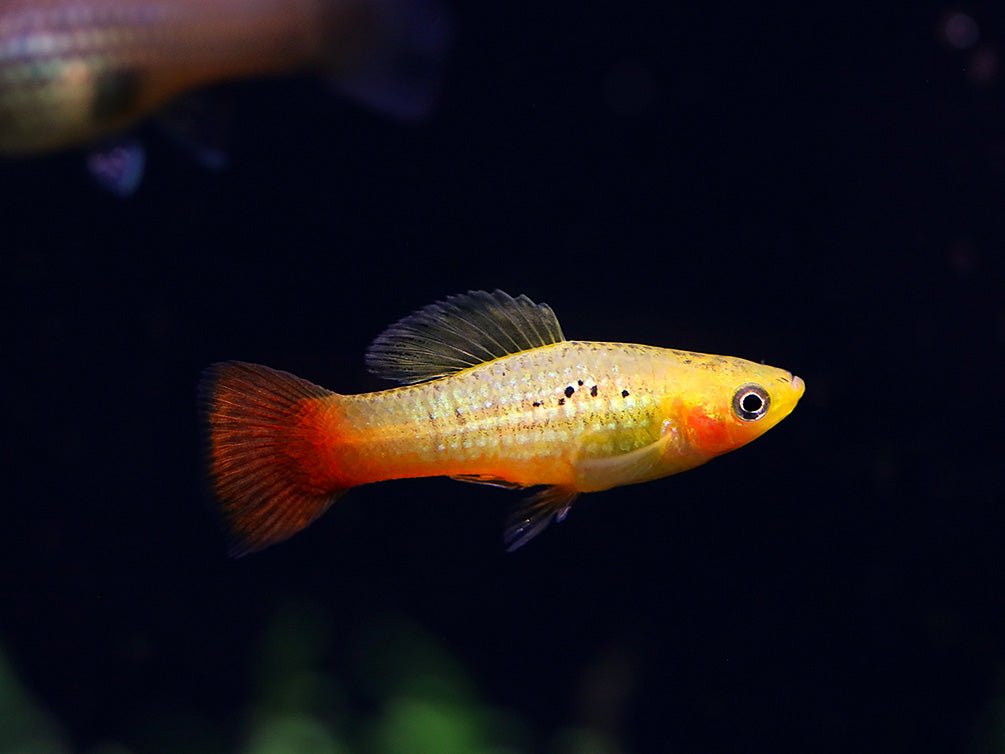 Malibu Hi-Fin Sunset Platy (Xiphophorus maculatus) – Locally Bred